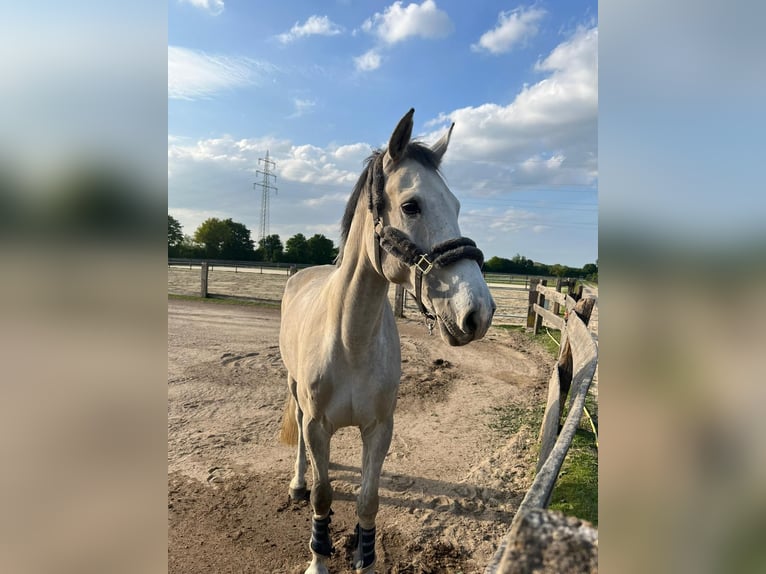 Koń westfalski Wałach 13 lat 178 cm Siwa in Bergheim