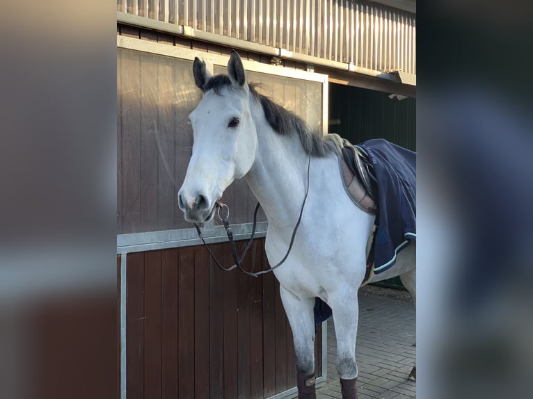 Koń westfalski Wałach 13 lat 178 cm Siwa in Bergheim