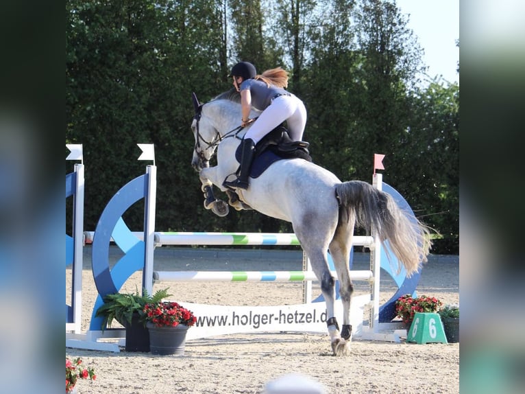 Koń westfalski Wałach 13 lat 178 cm Siwa in Bergheim