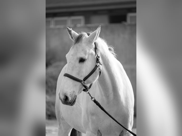 Koń westfalski Wałach 13 lat 178 cm Siwa in Bergheim