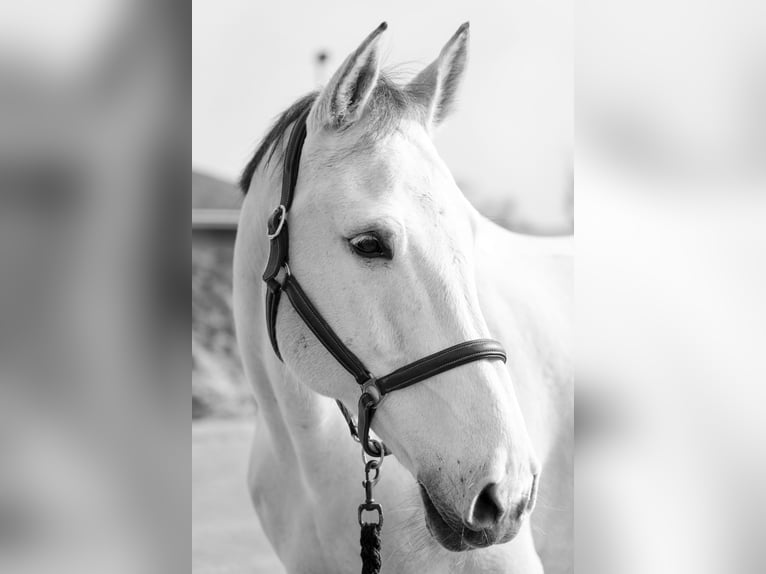 Koń westfalski Wałach 13 lat 178 cm Siwa in Bergheim