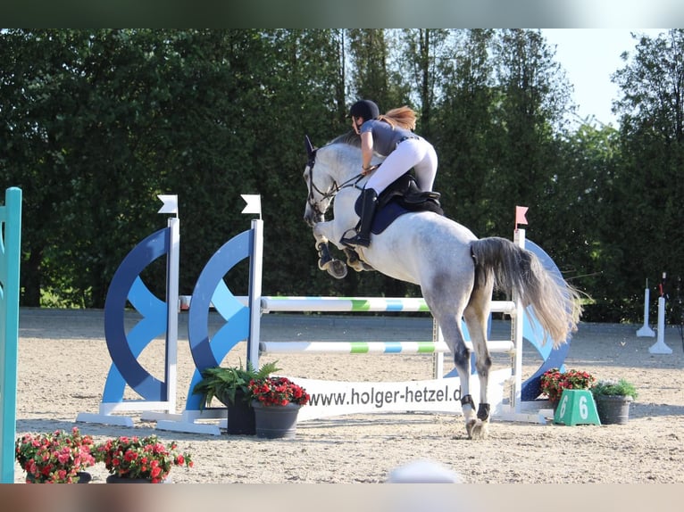 Koń westfalski Wałach 13 lat 180 cm Siwa in Kaarst