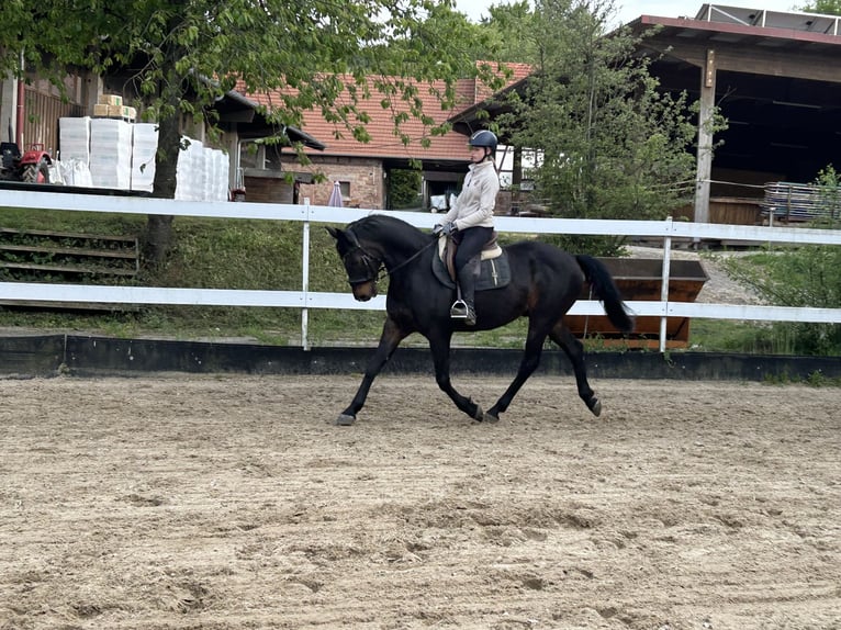 Koń westfalski Wałach 14 lat 165 cm Gniada in Erlensee