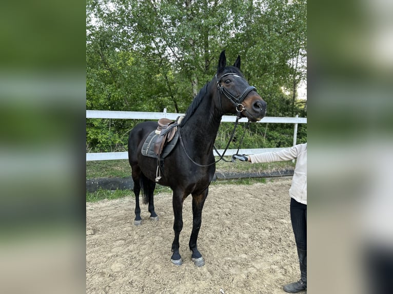 Koń westfalski Wałach 14 lat 165 cm Gniada in Erlensee