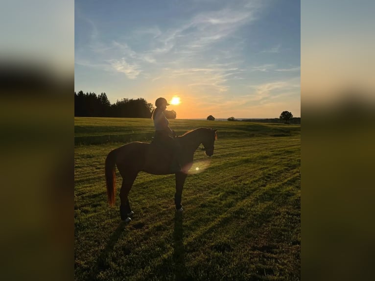 Koń westfalski Wałach 14 lat 165 cm Kasztanowata in Wielenbach