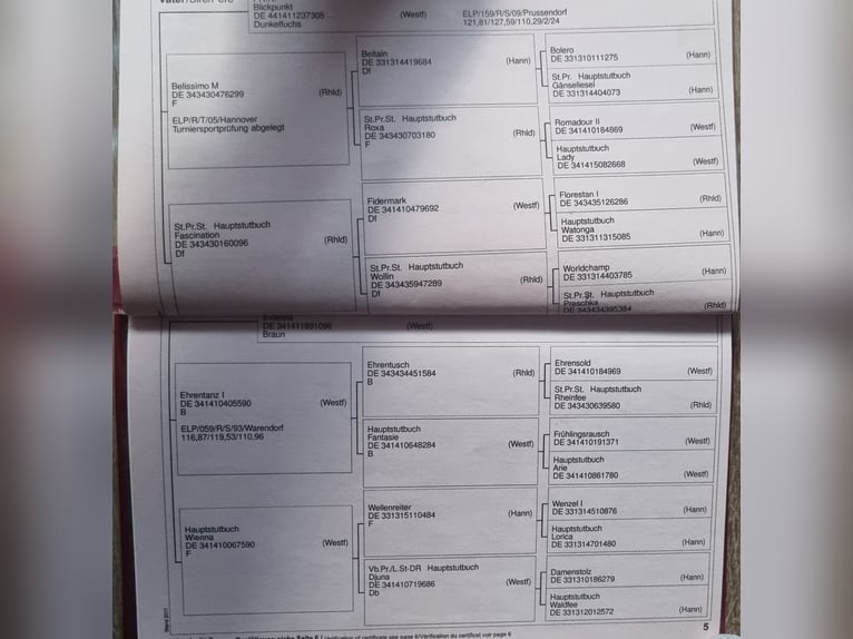 Koń westfalski Wałach 14 lat 165 cm Kasztanowata in Wielenbach