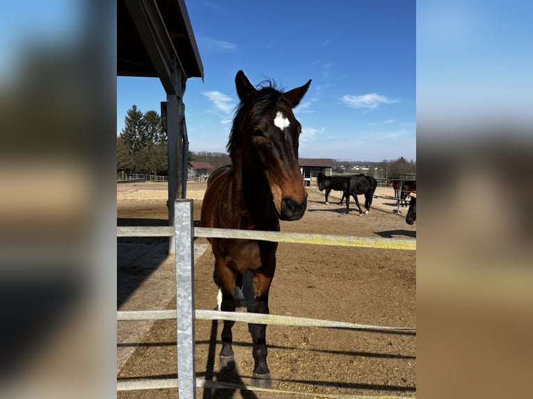 Koń westfalski Wałach 14 lat 170 cm Gniada in Hamm
