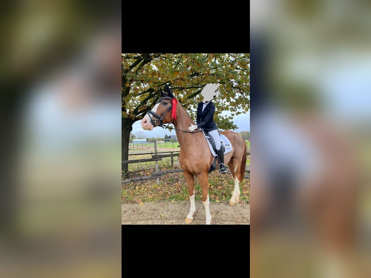 Koń westfalski Wałach 14 lat 172 cm Ciemnokasztanowata in Wegberg