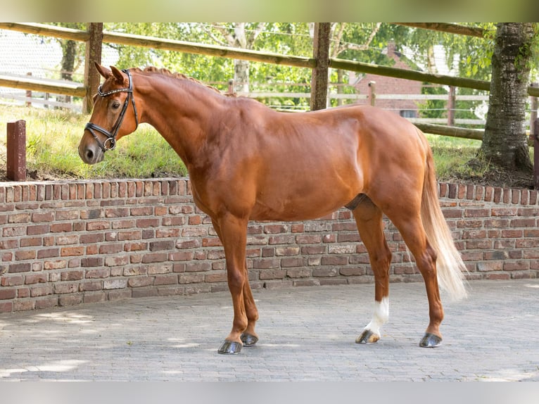 Koń westfalski Wałach 15 lat 164 cm Kasztanowata in Viersen