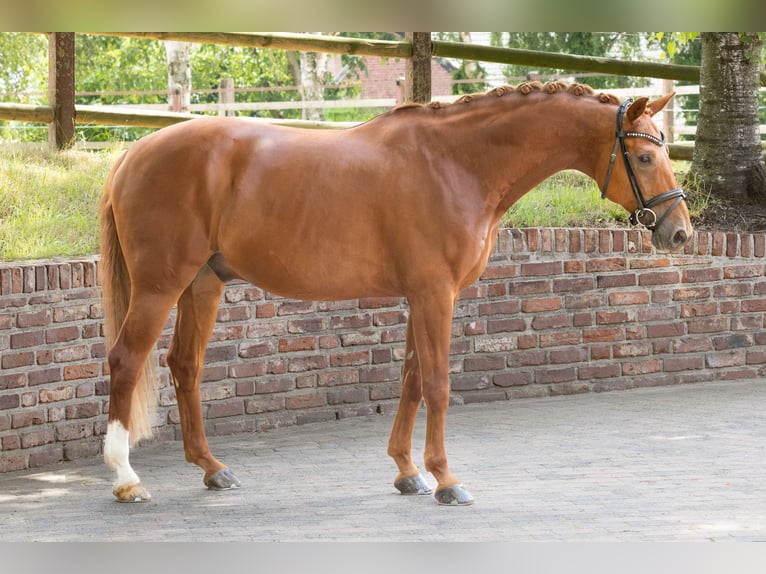 Koń westfalski Wałach 15 lat 164 cm Kasztanowata in Viersen