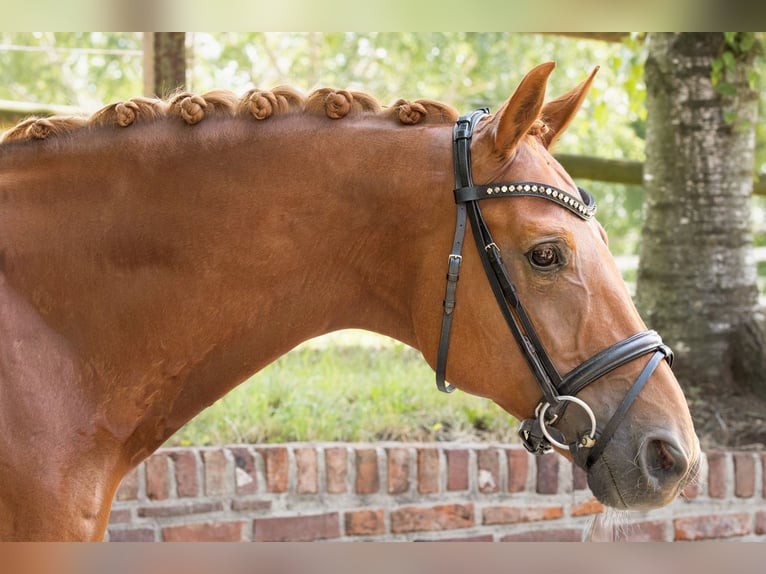 Koń westfalski Wałach 15 lat 164 cm Kasztanowata in Viersen