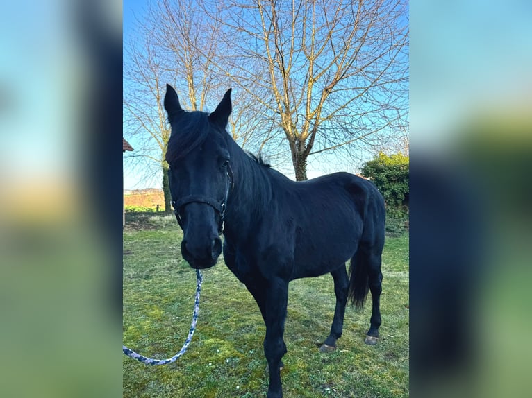 Koń westfalski Wałach 15 lat 165 cm Kara in Groß-Umstadt