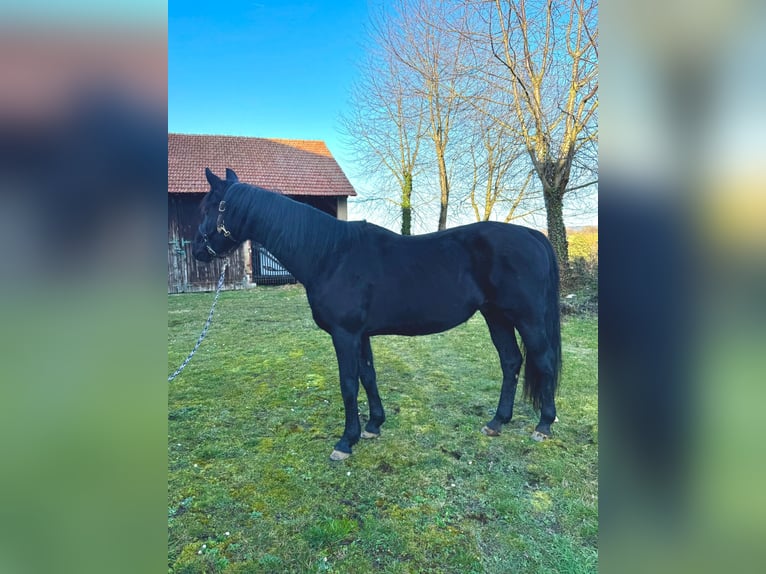 Koń westfalski Wałach 15 lat 165 cm Kara in Groß-Umstadt