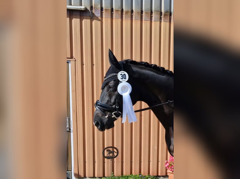 Koń westfalski Wałach 15 lat 165 cm in Badendorf