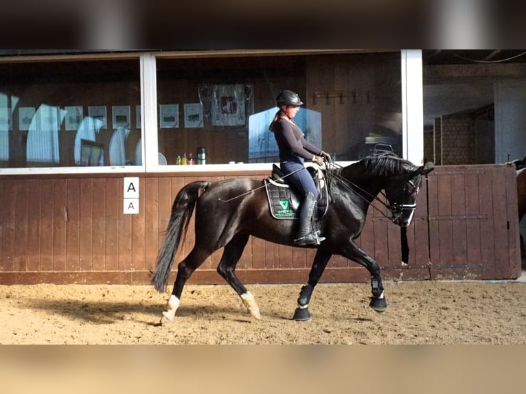 Koń westfalski Wałach 15 lat 165 cm in Badendorf