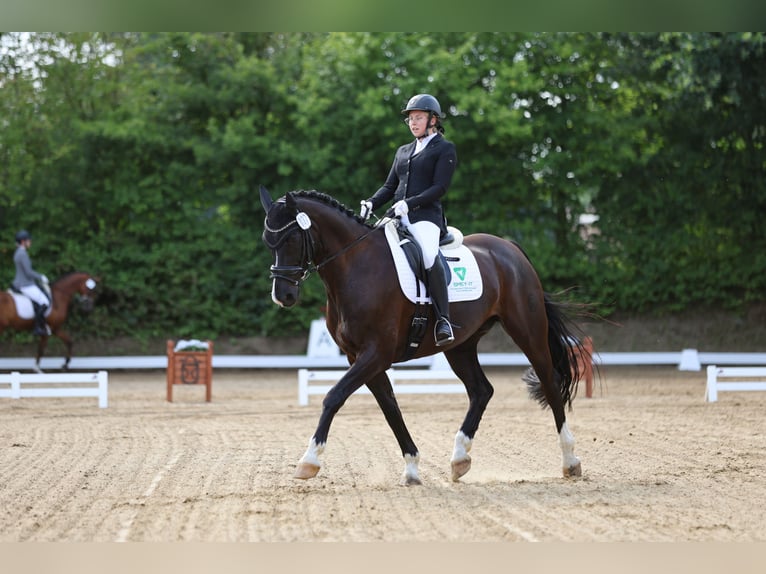 Koń westfalski Wałach 15 lat 165 cm in Badendorf