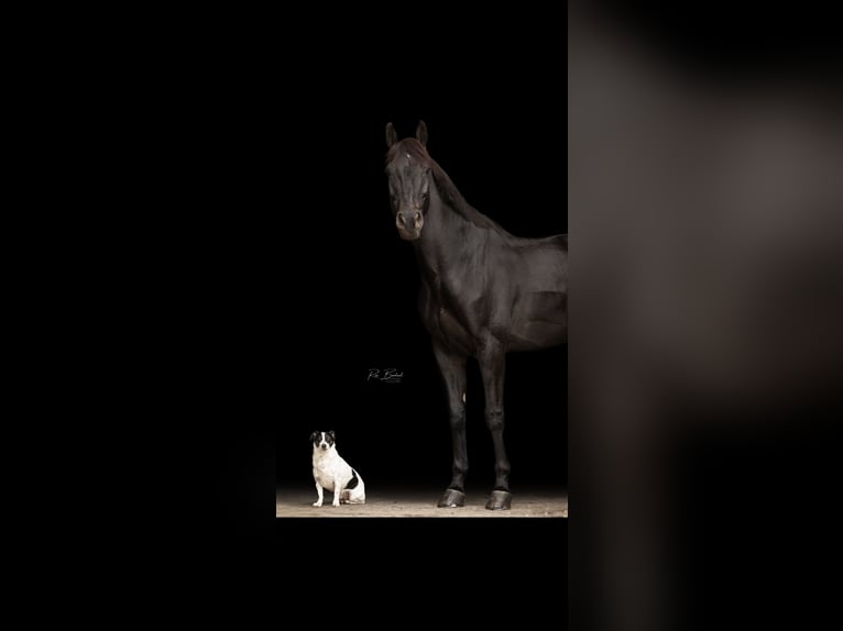 Koń westfalski Wałach 15 lat 168 cm Skarogniada in B&#xFC;hl