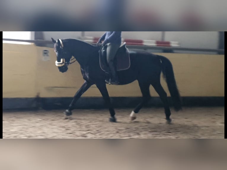 Koń westfalski Wałach 15 lat 169 cm Kara in Ohmbach