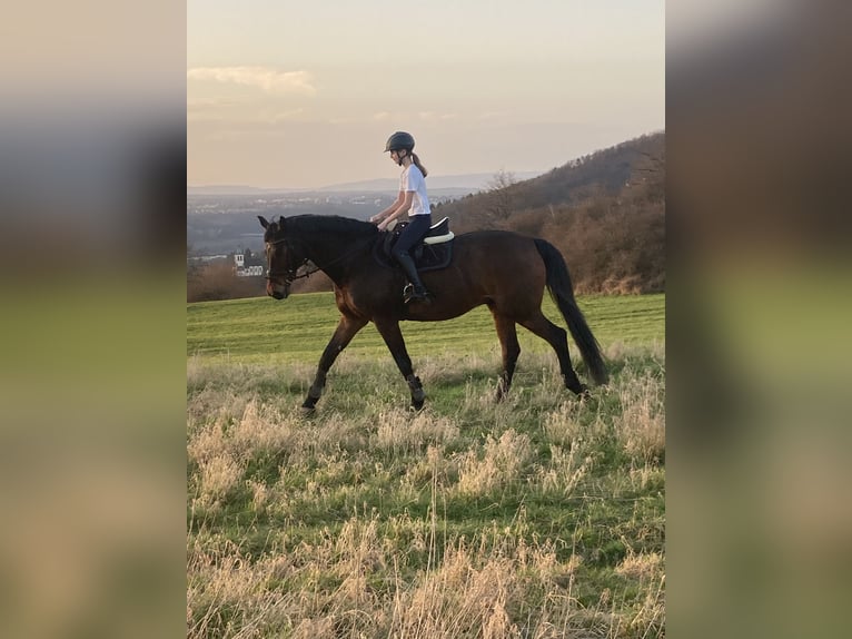 Koń westfalski Wałach 15 lat 170 cm Gniada in Lahnstein