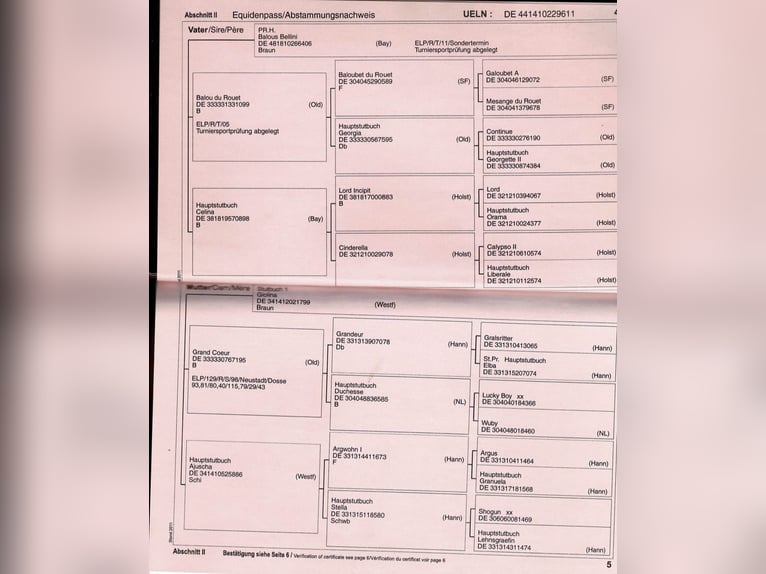 Koń westfalski Wałach 15 lat 172 cm Gniada in Bergisch Gladbach