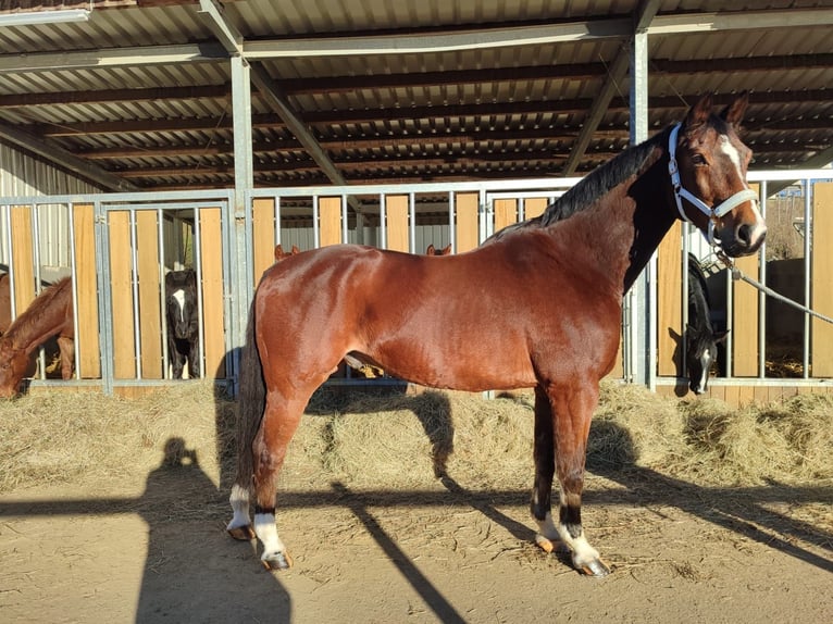 Koń westfalski Wałach 15 lat 172 cm Gniada in Bergisch Gladbach