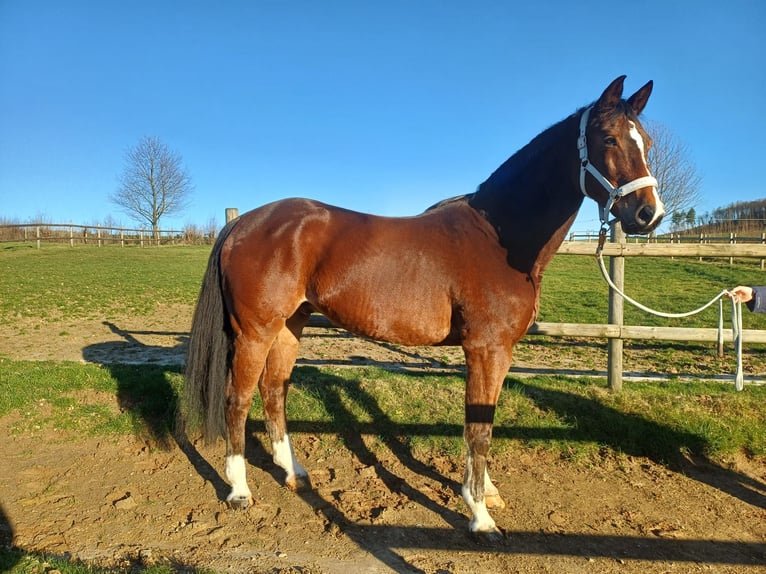 Koń westfalski Wałach 15 lat 172 cm Gniada in Bergisch Gladbach