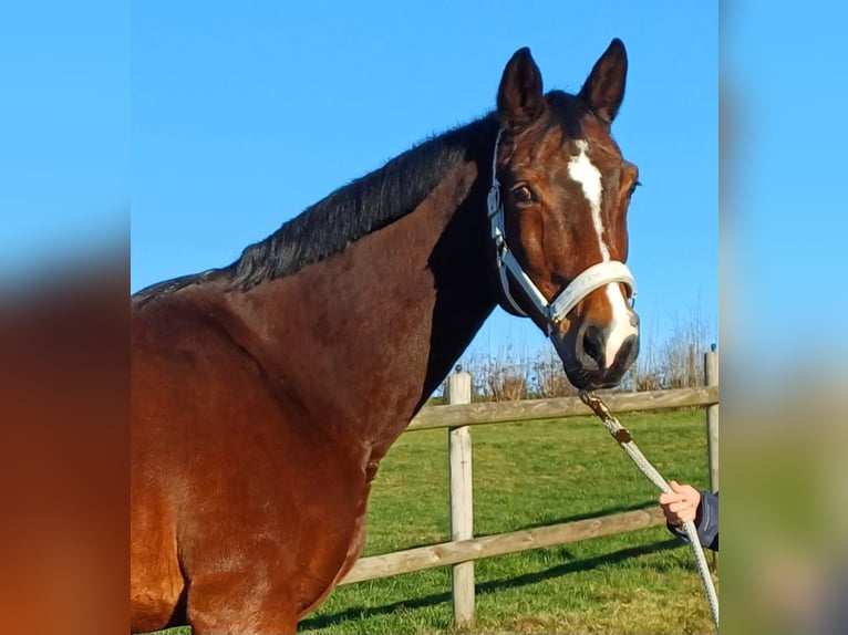 Koń westfalski Wałach 15 lat 172 cm Gniada in Bergisch Gladbach