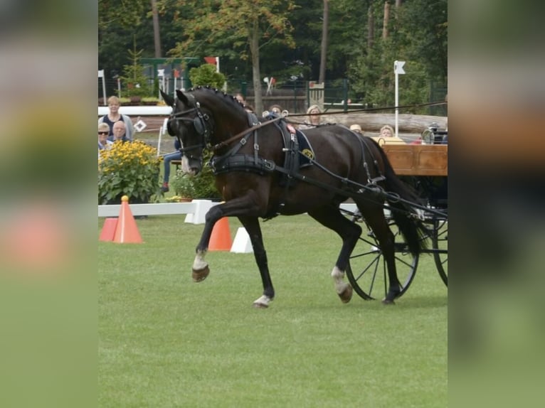Koń westfalski Wałach 15 lat 174 cm Kara in Schlangen