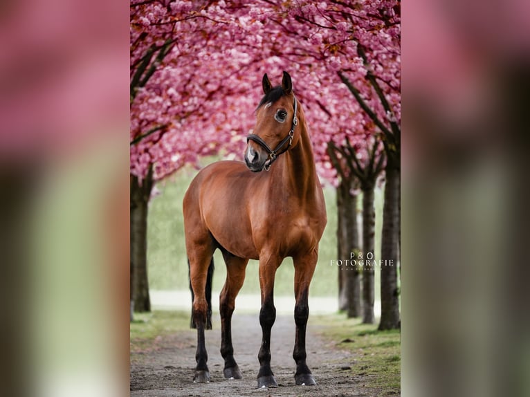 Koń westfalski Wałach 15 lat 175 cm Gniada in Grevenbroich