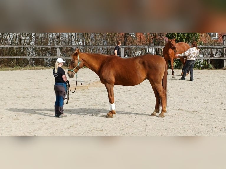 Koń westfalski Wałach 15 lat 175 cm Kasztanowata in Haag an der Amper