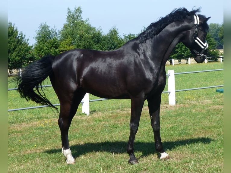 Koń westfalski Wałach 15 lat 175 cm Skarogniada in Stemwede