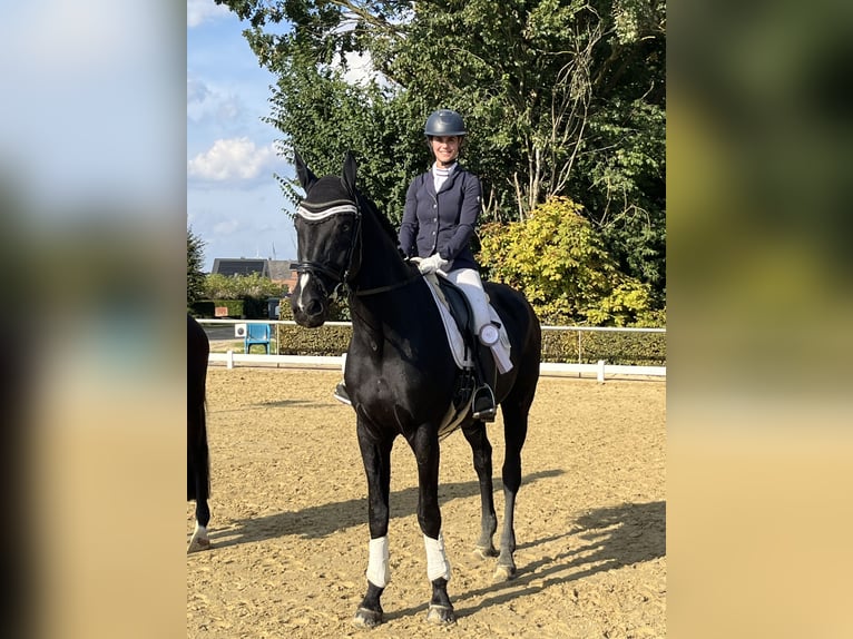 Koń westfalski Wałach 15 lat 180 cm Kara in Kranenburg