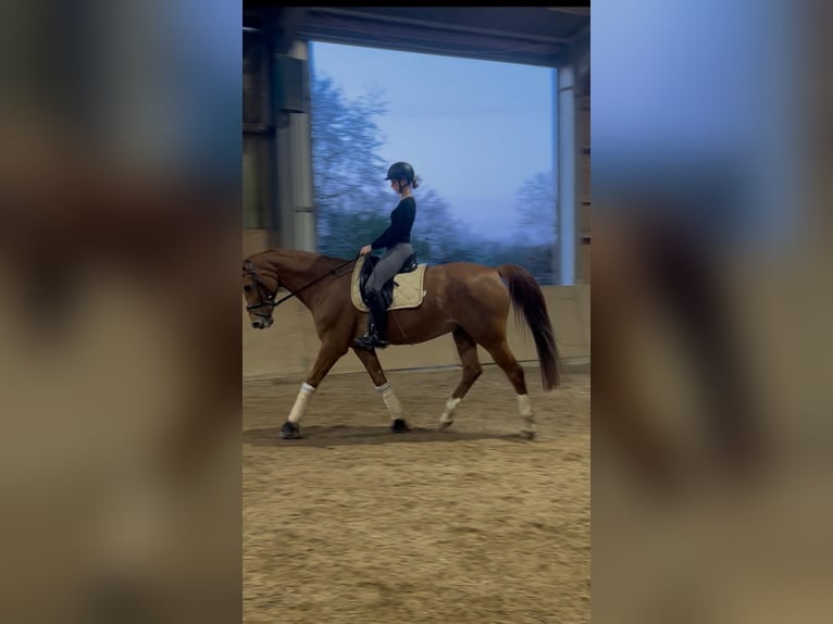 Koń westfalski Wałach 16 lat 174 cm Kasztanowata in Bonn