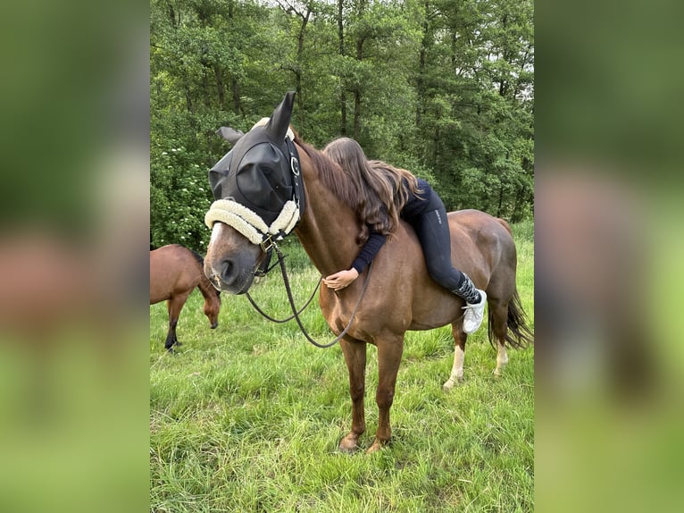 Koń westfalski Mix Wałach 17 lat 160 cm Ciemnokasztanowata in Heilbad Heiligenstadt
