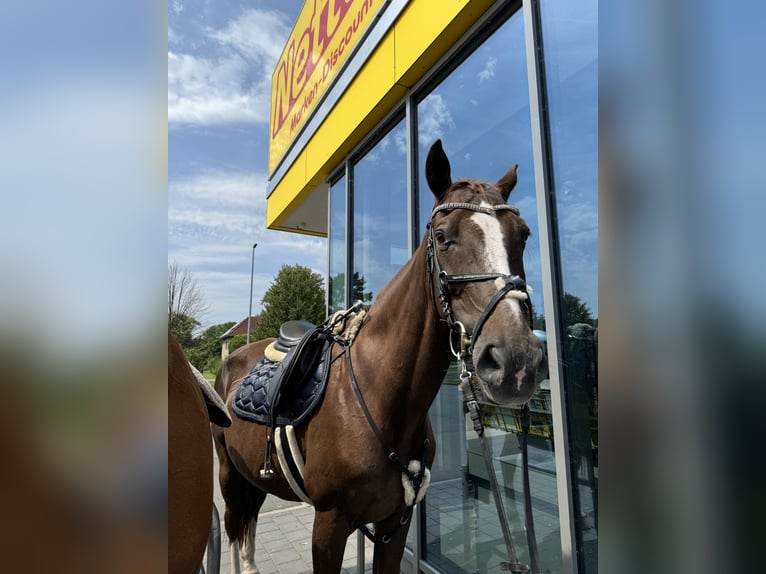 Koń westfalski Mix Wałach 17 lat 160 cm Ciemnokasztanowata in Heilbad Heiligenstadt