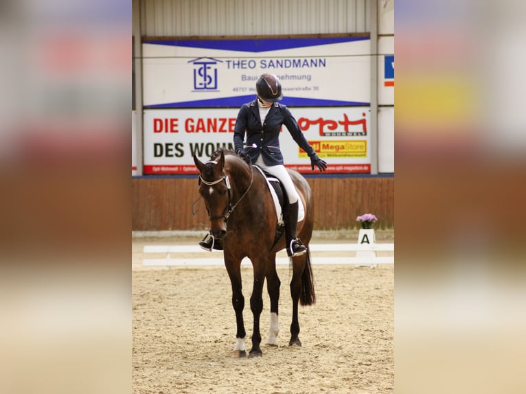 Koń westfalski Wałach 17 lat 165 cm Ciemnogniada in Werlte