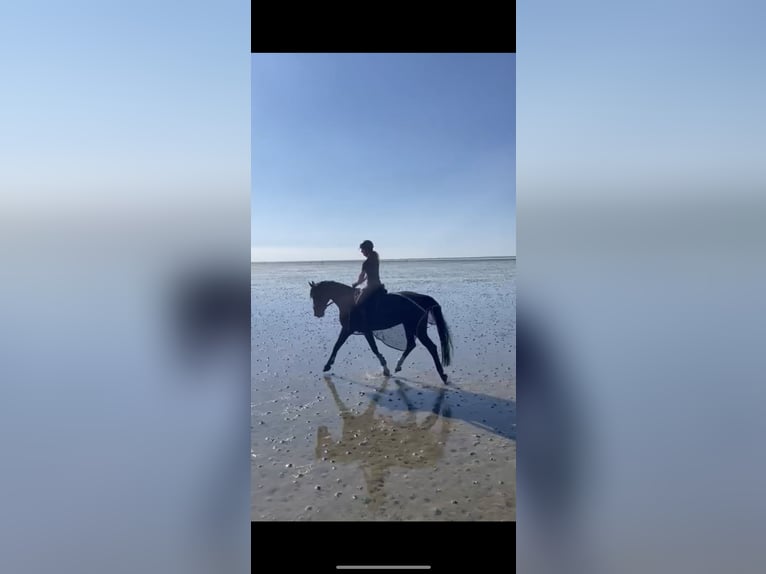 Koń westfalski Wałach 17 lat 165 cm Ciemnogniada in Werlte