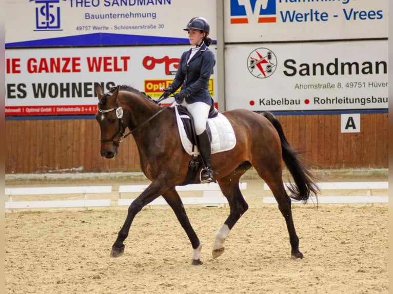Koń westfalski Wałach 17 lat 165 cm Ciemnogniada in Werlte