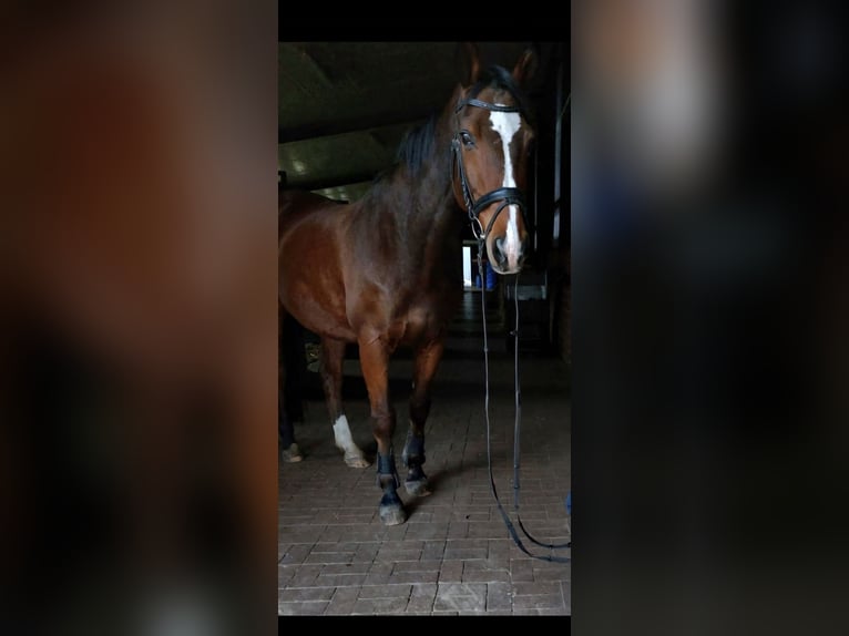 Koń westfalski Wałach 17 lat 168 cm Gniada in Westerkappeln