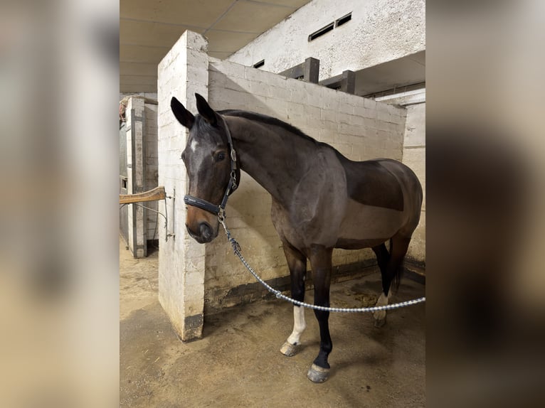 Koń westfalski Wałach 17 lat 177 cm Ciemnogniada in Wuppertal