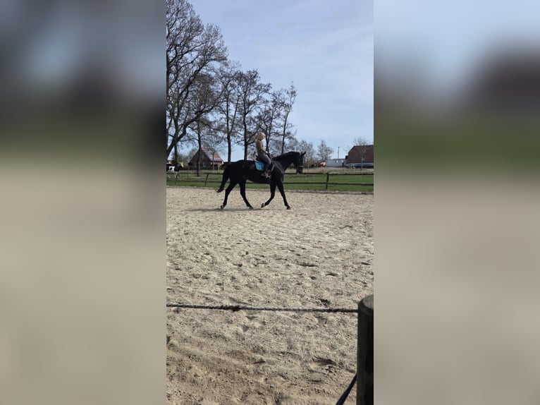 Koń westfalski Wałach 17 lat 183 cm Ciemnogniada in Butjadingen