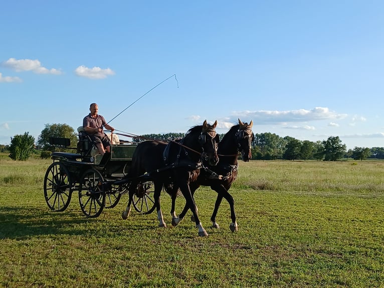 Koń westfalski Wałach 18 lat 165 cm Kara in Luckenwalde