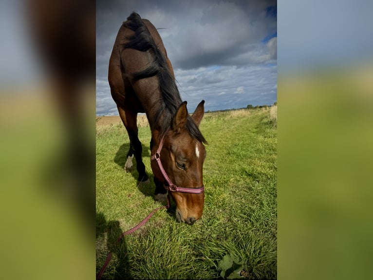 Koń westfalski Wałach 18 lat 185 cm Ciemnogniada in Könnern
