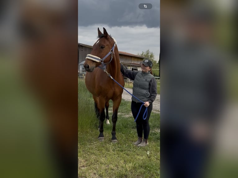 Koń westfalski Wałach 19 lat 163 cm Gniada in Bad Birnbach