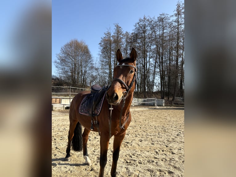 Koń westfalski Wałach 19 lat 163 cm Gniada in Bad Birnbach