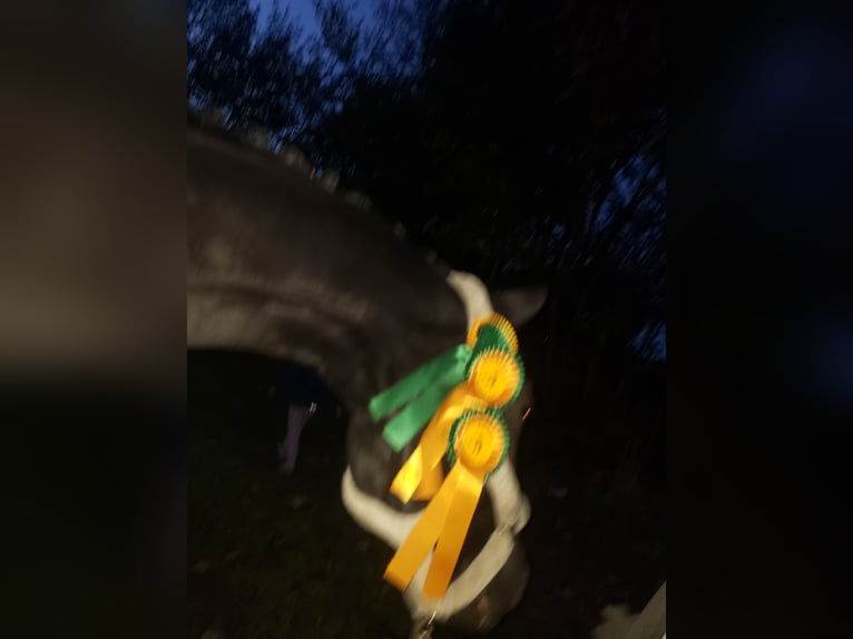 Koń westfalski Wałach 20 lat 176 cm Kara in Husum