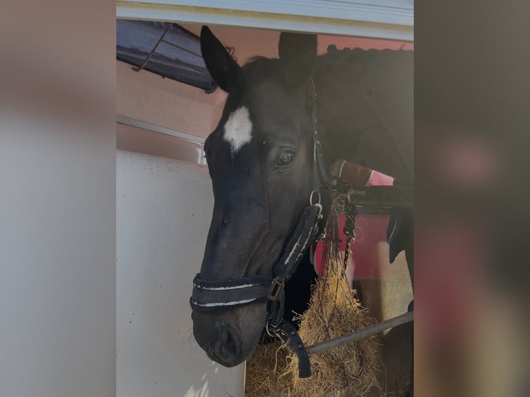 Koń westfalski Wałach 20 lat 176 cm Kara in Husum