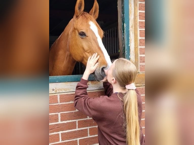Koń westfalski Wałach 22 lat 162 cm Kasztanowata in Hameln