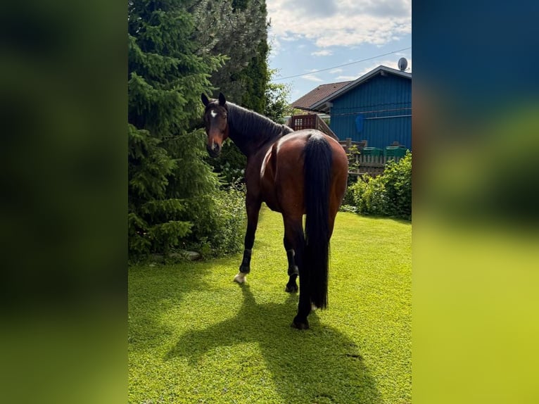 Koń westfalski Wałach 23 lat 172 cm Gniada in Mindelheim