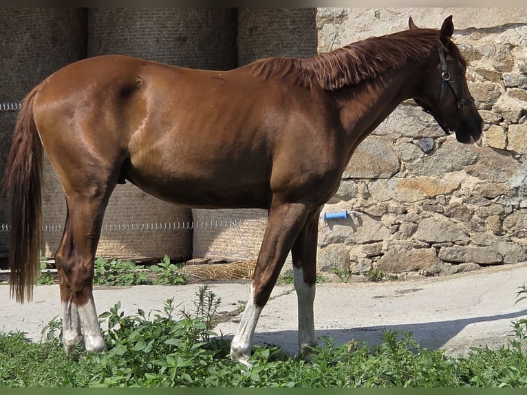 Koń westfalski Wałach 2 lat 161 cm Ciemnokasztanowata in Leipzig